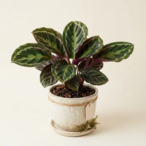 Calathea