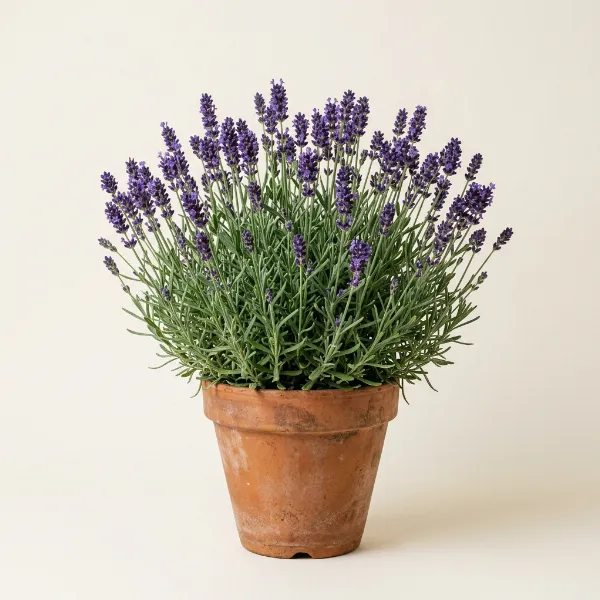 Lavender in a Pot