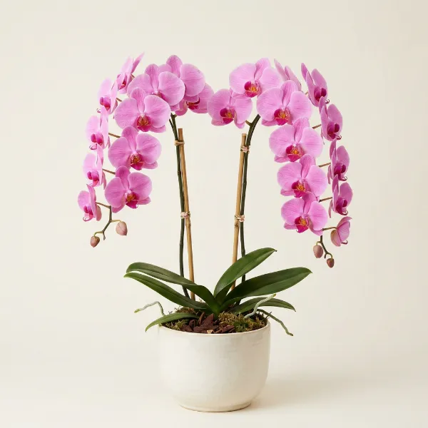 Pink Phalaenopsis Orchid