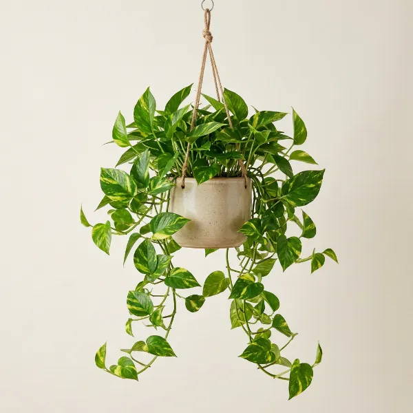 Golden Pothos