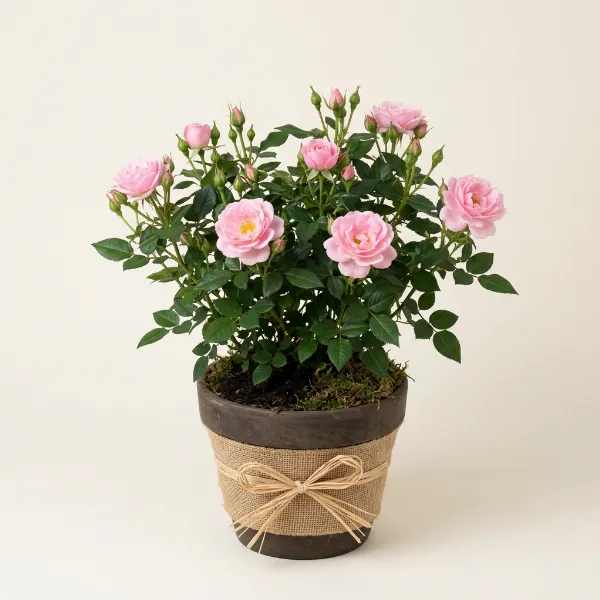 Potted Rose Bush