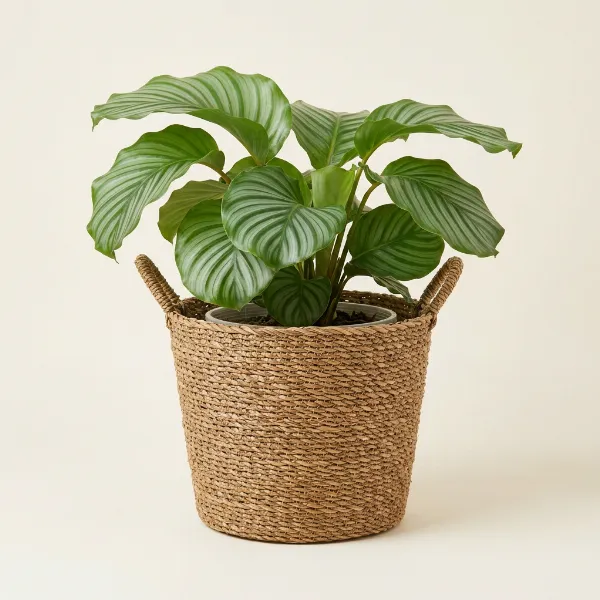 Seagrass Plant Basket